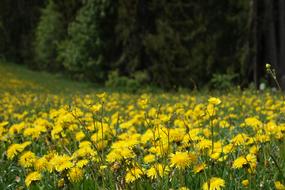 Nature Flower Summer