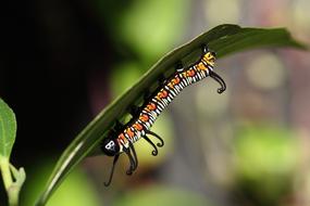colored caterpillar on a plant leaf