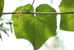 green leaves on a branch