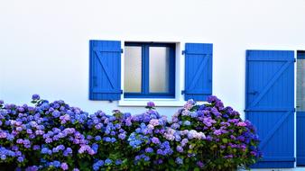 Flower Summer Hydrangea