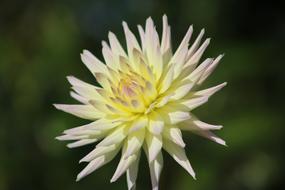 Dahlia Flower Nature
