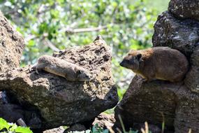 Nature Wildlife Animal