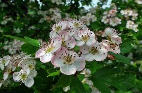 Nature Flower Aronia