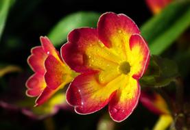 Flower Primula Spring