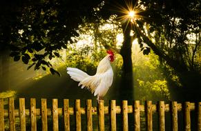 Morning Sun Rise Nature