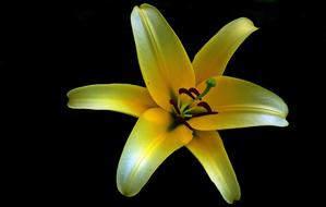 Flower Lily Nature