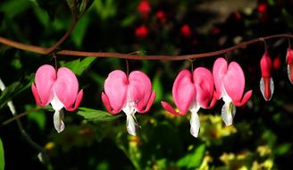 Nature At The Court Of Plant