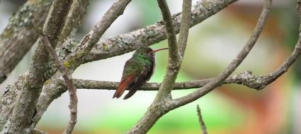 Birds Tree Wild Life