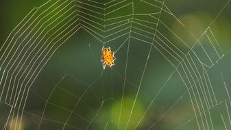 Spider Web Arachnid