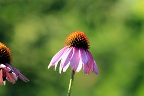 Echinacea Nature No One