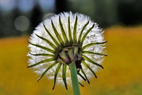 Dandelion Spring Nature