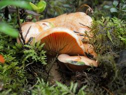 Mushroom Mushrooms Nature