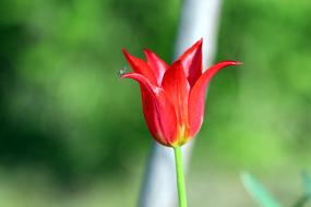 Tulip Red Nature No