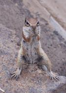 Gophers Nature Animal World