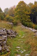Forest Trail Stones