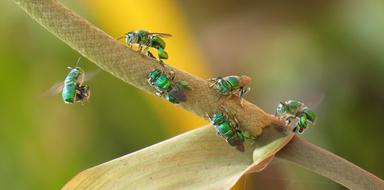 shiny bugs in the garden
