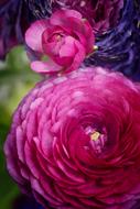 Flower Peony Spring
