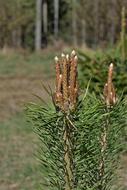 Pine Bud Shoots