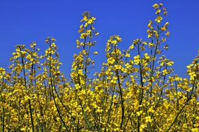 Rapeseed Spring At The Court Of