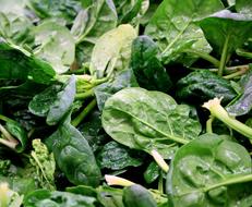 fresh spinach leaves