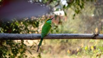 Nature Bird Wildlife