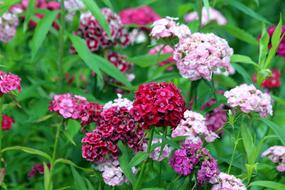 Clove Flower Chinese Carnation