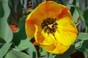 Flower Garden Nature