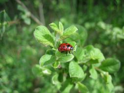 Ladybug Nature Green