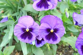 Flowers Natural Plant