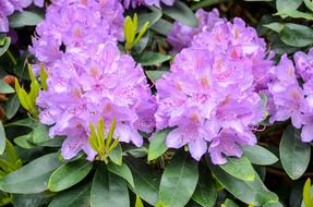 Flower Nature Garden