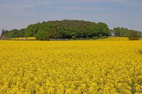 Agriculture Field Harvest