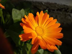 Flower Orange
