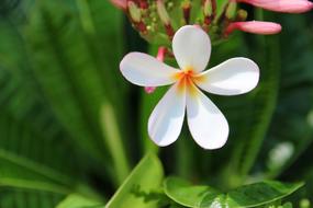 Plumeria Nature Flower