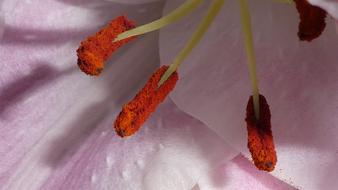 Stamen Blossom Bloom Close