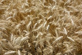 Nature Straw Wheat