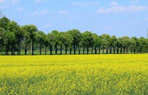 Field Crops Rapeseed Blooming