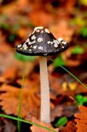 Nature Mushroom Thrace