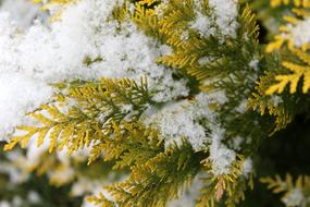 Thuja Snow Tree