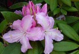 Rhododendron Pink Spring