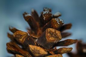 Pinecone Closeup Nature