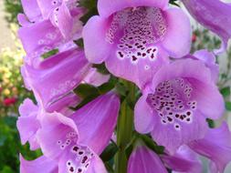 Foxglove Mauve Flower