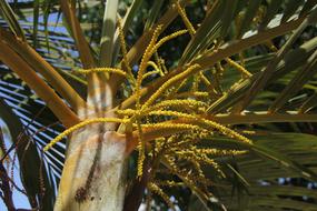Small Coconuts Nature