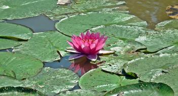 Water Lily Leaf Pond