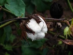 Cotton Plant