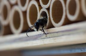 bee in a honeycomb