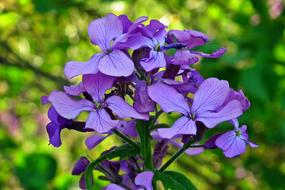 Flower Grasshopper Blue