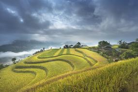 Vietnam Terraces Rice