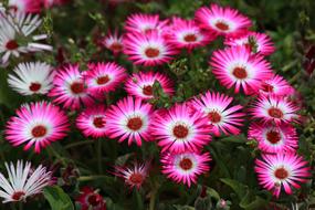 Flowers Nature Plants