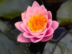 Flower Lotus Plant