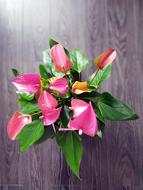 Anthurium Beauty Pink